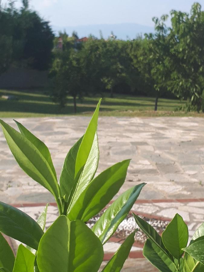 Villa George Афитос Экстерьер фото